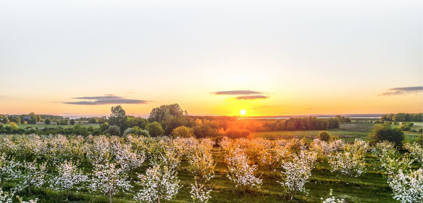apple blossom view